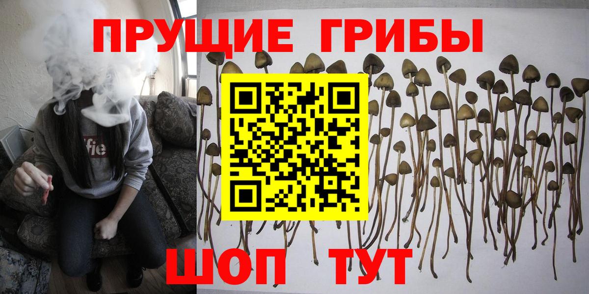 Псилоцибиновые грибы Psilocybe  наркотики  Сосновоборск  Вход с VPN 