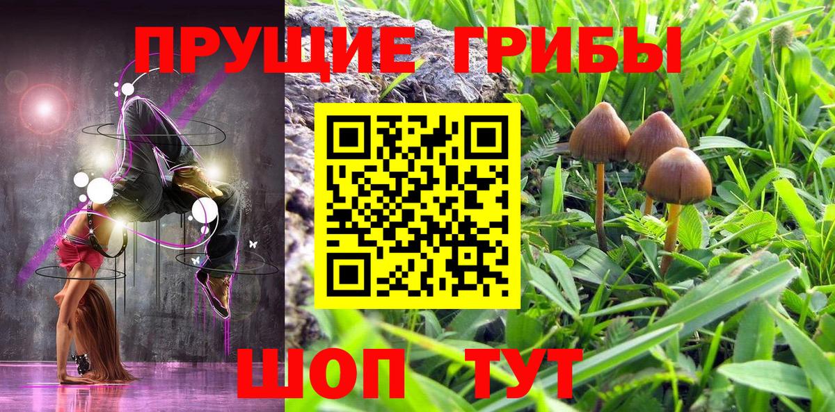 Галлюциногенные грибы Psilocybe Сосновоборск